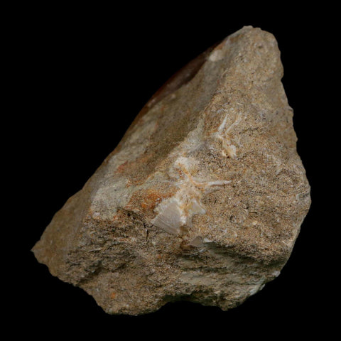 1.7" Plesiosaur Zarafasaura Tooth Fossil In Matrix Cretaceous Dinosaur Era COA