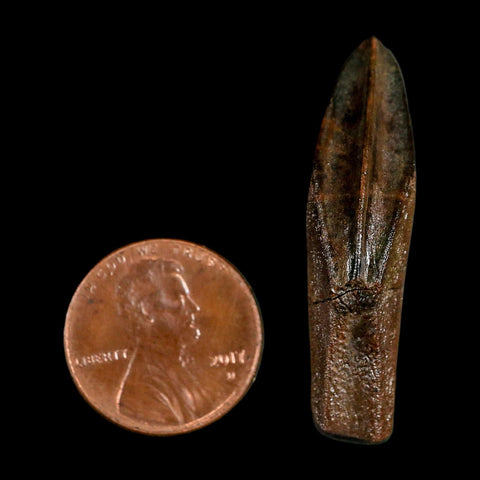 XL 1.5" Edmontosaurus Dinosaur Fossil Rooted Tooth Hell Creek FM Montana COA Display