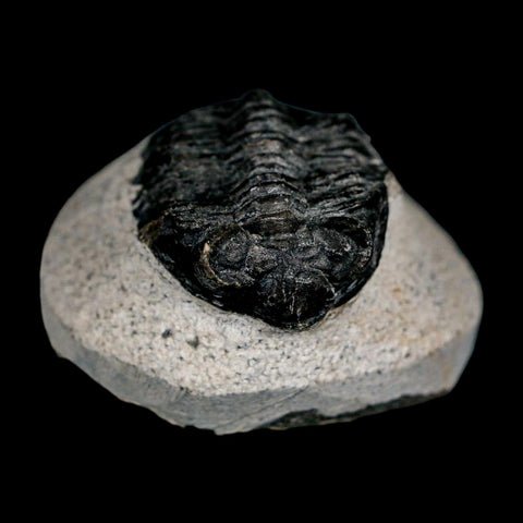 1.9" Coltraenia Oufatenensis Trilobite Fossil Devonian Morocco 400 Mil Yrs Old COA - Fossil Age Minerals