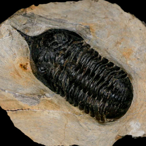 2.7" Morocconites Malladoides Trilobite Fossil Morocco Devonian Age Display COA - Fossil Age Minerals
