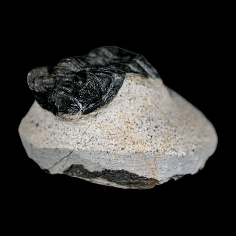 1.9" Coltraenia Oufatenensis Trilobite Fossil Devonian Morocco 400 Mil Yrs Old COA - Fossil Age Minerals