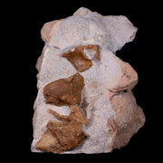 10.5" Polycotylid Plesiosaur Vertebrae Fossil In Situ Cretaceous Dinosaur Age COA