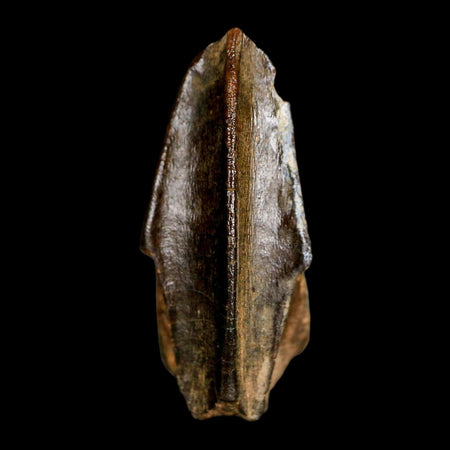 XL 1.1" Edmontosaurus Dinosaur Fossil Tooth Hell Creek FM Montana COA Display