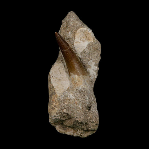 1.8" Plesiosaur Zarafasaura Tooth Fossil In Matrix Cretaceous Dinosaur Era COA