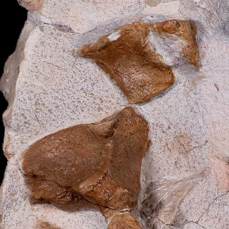 10.5" Polycotylid Plesiosaur Vertebrae Fossil In Situ Cretaceous Dinosaur Age COA