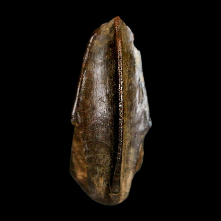 XL 1.1" Edmontosaurus Dinosaur Fossil Tooth Hell Creek FM Montana COA Display