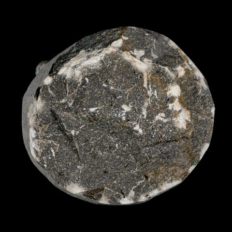 1.9" Coltraenia Oufatenensis Trilobite Fossil Devonian Morocco 400 Mil Yrs Old COA - Fossil Age Minerals