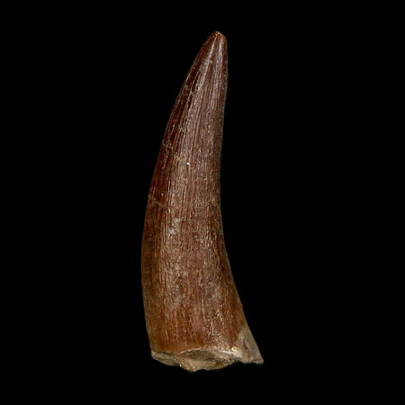 1.7" Plesiosaur Zarafasaura Tooth Fossil Cretaceous Dinosaur Era COA, Stand