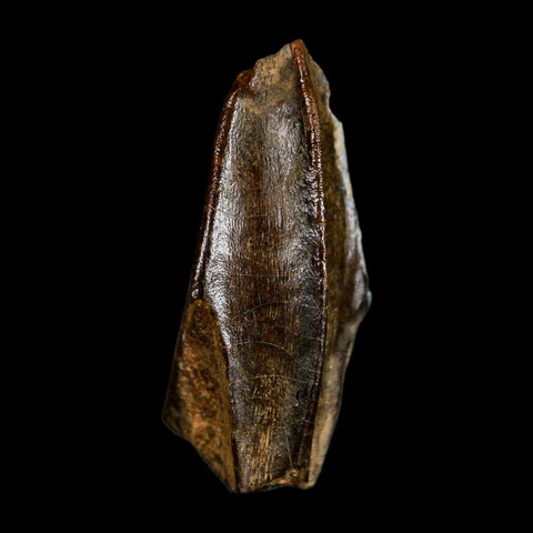 XL 1.1" Edmontosaurus Dinosaur Fossil Tooth Hell Creek FM Montana COA Display