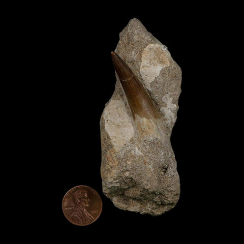 1.8" Plesiosaur Zarafasaura Tooth Fossil In Matrix Cretaceous Dinosaur Era COA
