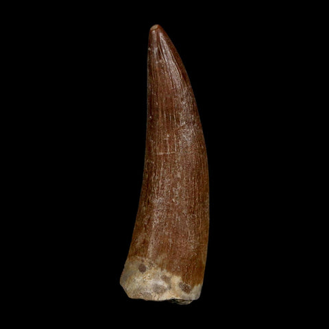 1.7" Plesiosaur Zarafasaura Tooth Fossil Cretaceous Dinosaur Era COA, Stand - Fossil Age Minerals