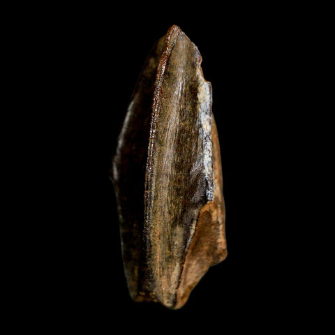 XL 1.1" Edmontosaurus Dinosaur Fossil Tooth Hell Creek FM Montana COA Display