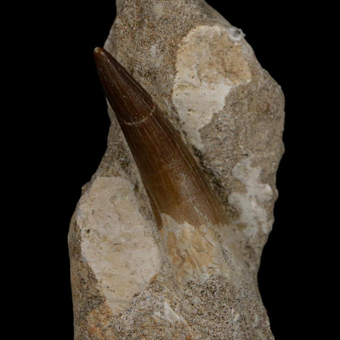 1.8" Plesiosaur Zarafasaura Tooth Fossil In Matrix Cretaceous Dinosaur Era COA
