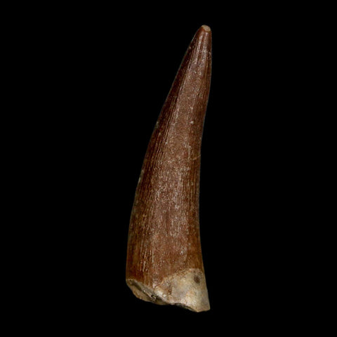 1.7" Plesiosaur Zarafasaura Tooth Fossil Cretaceous Dinosaur Era COA, Stand - Fossil Age Minerals