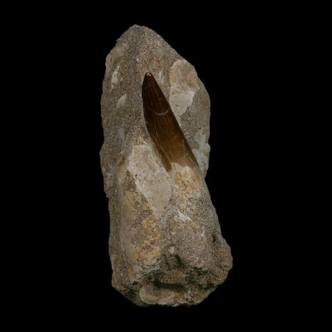 1.8" Plesiosaur Zarafasaura Tooth Fossil In Matrix Cretaceous Dinosaur Era COA