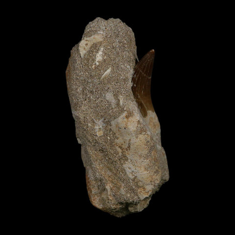 1.8" Plesiosaur Zarafasaura Tooth Fossil In Matrix Cretaceous Dinosaur Era COA