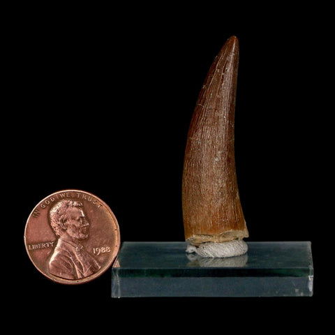 1.7" Plesiosaur Zarafasaura Tooth Fossil Cretaceous Dinosaur Era COA, Stand - Fossil Age Minerals