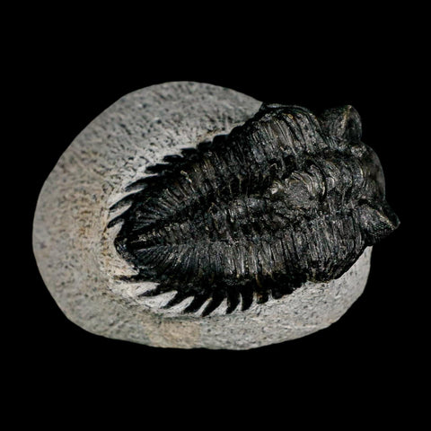 2.1" Coltraenia Oufatenensis Trilobite Fossil Devonian Morocco 400 Mil Yrs Old COA - Fossil Age Minerals