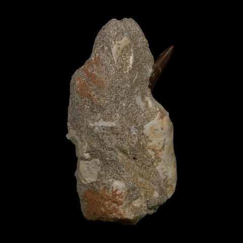1.8" Plesiosaur Zarafasaura Tooth Fossil In Matrix Cretaceous Dinosaur Era COA