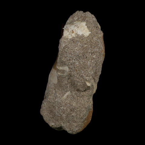 1.8" Plesiosaur Zarafasaura Tooth Fossil In Matrix Cretaceous Dinosaur Era COA