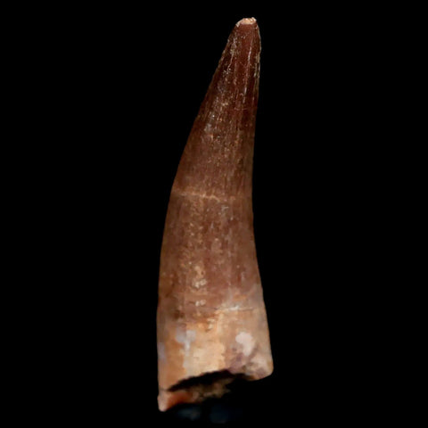 1.7" Plesiosaur Zarafasaura Tooth Fossil Cretaceous Dinosaur Era COA, Stand - Fossil Age Minerals