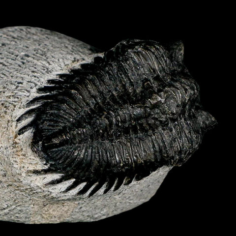2.1" Coltraenia Oufatenensis Trilobite Fossil Devonian Morocco 400 Mil Yrs Old COA - Fossil Age Minerals
