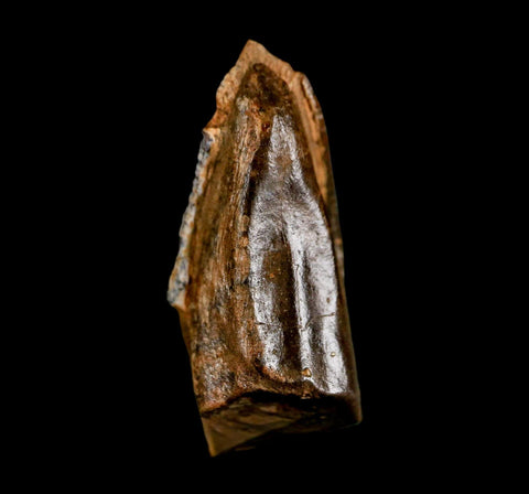 XL 1.1" Edmontosaurus Dinosaur Fossil Tooth Hell Creek FM Montana COA Display