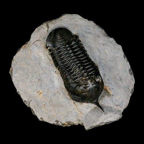2.9" Morocconites Malladoides Trilobite Fossil Morocco Devonian Age Display COA - Fossil Age Minerals