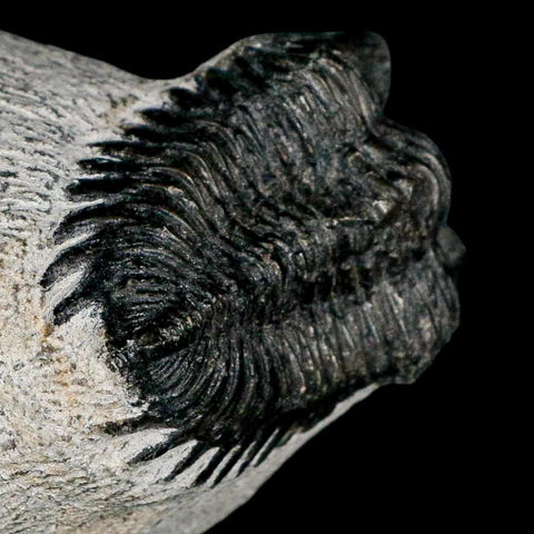 2.1" Coltraenia Oufatenensis Trilobite Fossil Devonian Morocco 400 Mil Yrs Old COA - Fossil Age Minerals