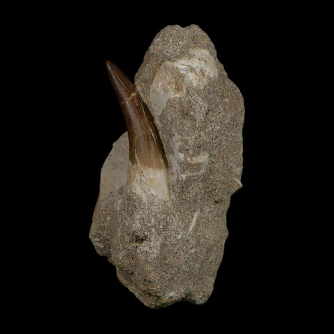 1.8" Plesiosaur Zarafasaura Tooth Fossil In Matrix Cretaceous Dinosaur Era COA