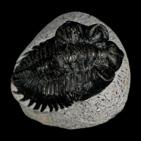 2.1" Coltraenia Oufatenensis Trilobite Fossil Devonian Morocco 400 Mil Yrs Old COA - Fossil Age Minerals