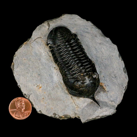 2.9" Morocconites Malladoides Trilobite Fossil Morocco Devonian Age Display COA - Fossil Age Minerals