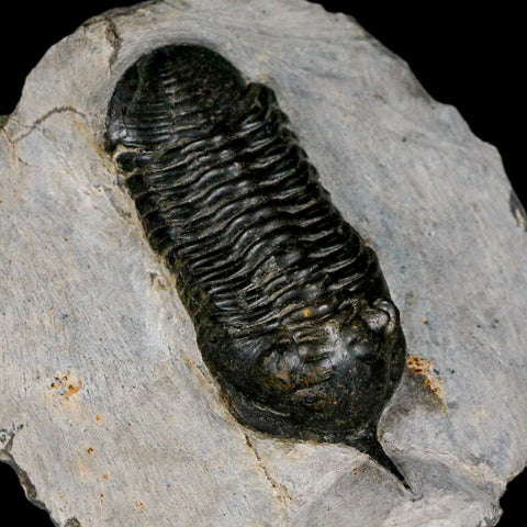 2.9" Morocconites Malladoides Trilobite Fossil Morocco Devonian Age Display COA - Fossil Age Minerals