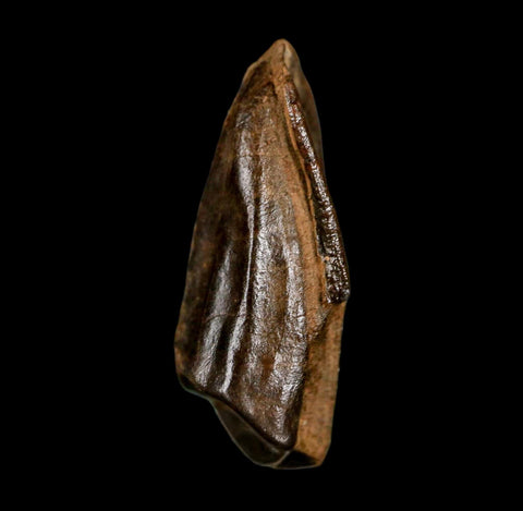 XL 1.1" Edmontosaurus Dinosaur Fossil Tooth Hell Creek FM Montana COA Display