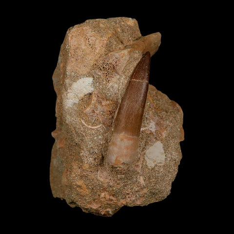 XL 2" Plesiosaur Zarafasaura Tooth Fossil In Matrix Cretaceous Dinosaur Era COA