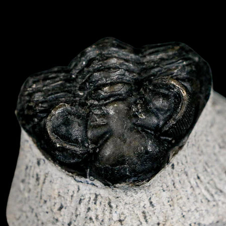 2.1" Coltraenia Oufatenensis Trilobite Fossil Devonian Morocco 400 Mil Yrs Old COA