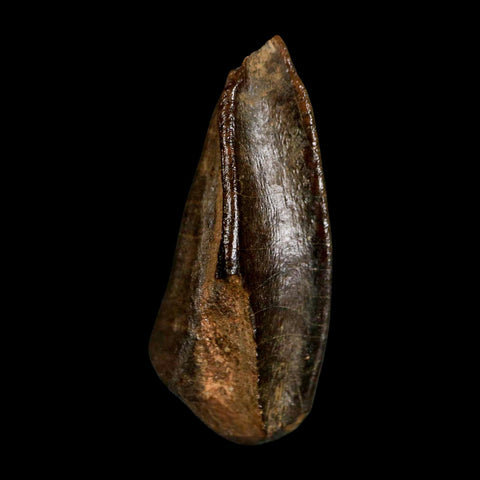 XL 1.1" Edmontosaurus Dinosaur Fossil Tooth Hell Creek FM Montana COA Display