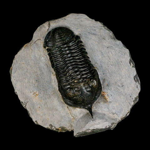 2.9" Morocconites Malladoides Trilobite Fossil Morocco Devonian Age Display COA - Fossil Age Minerals
