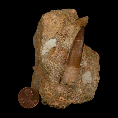 XL 2" Plesiosaur Zarafasaura Tooth Fossil In Matrix Cretaceous Dinosaur Era COA