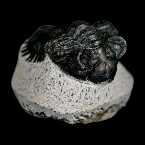 2.1" Coltraenia Oufatenensis Trilobite Fossil Devonian Morocco 400 Mil Yrs Old COA - Fossil Age Minerals