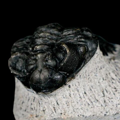 2.1" Coltraenia Oufatenensis Trilobite Fossil Devonian Morocco 400 Mil Yrs Old COA - Fossil Age Minerals