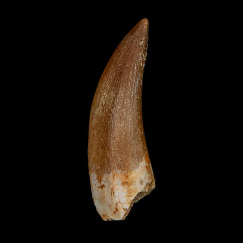 1.7" Plesiosaur Zarafasaura Tooth Fossil Cretaceous Dinosaur Era COA, Stand - Fossil Age Minerals