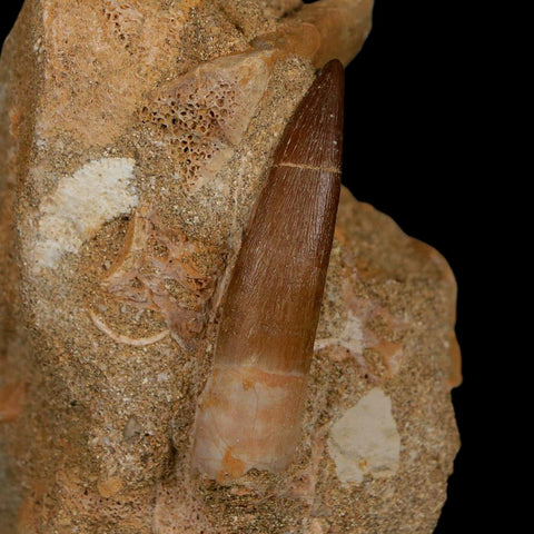 XL 2" Plesiosaur Zarafasaura Tooth Fossil In Matrix Cretaceous Dinosaur Era COA