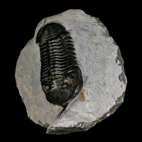 2.9" Morocconites Malladoides Trilobite Fossil Morocco Devonian Age Display COA - Fossil Age Minerals