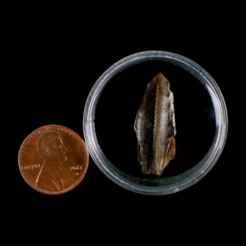 XL 1.1" Edmontosaurus Dinosaur Fossil Tooth Hell Creek FM Montana COA Display