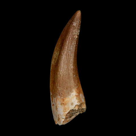 1.7" Plesiosaur Zarafasaura Tooth Fossil Cretaceous Dinosaur Era COA, Stand - Fossil Age Minerals