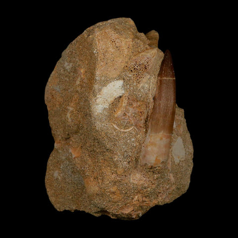 XL 2" Plesiosaur Zarafasaura Tooth Fossil In Matrix Cretaceous Dinosaur Era COA