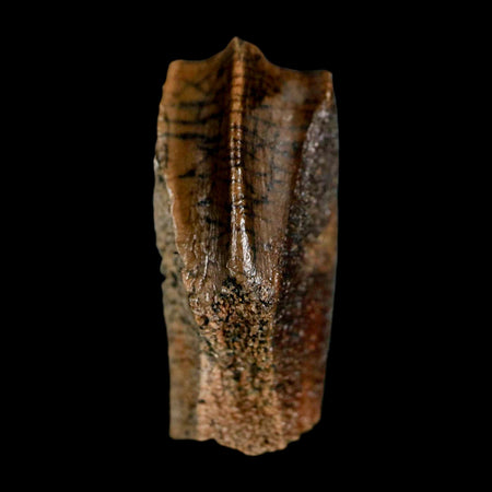 XL 0.9" Edmontosaurus Dinosaur Fossil Tooth Rooted Hell Creek FM MT COA Display