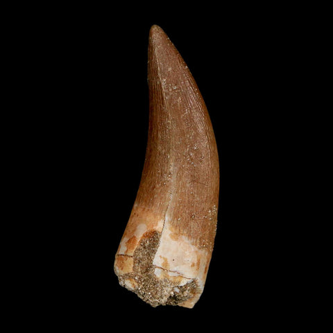 1.7" Plesiosaur Zarafasaura Tooth Fossil Cretaceous Dinosaur Era COA, Stand - Fossil Age Minerals