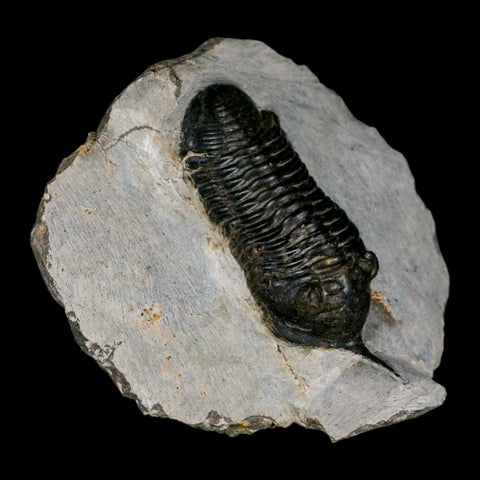 2.9" Morocconites Malladoides Trilobite Fossil Morocco Devonian Age Display COA - Fossil Age Minerals